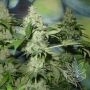 Northern Light Auto Feminized Marijuana Strain by Homegrown Fantaseeds For Sale Online at Cannabis Seeds Outlet