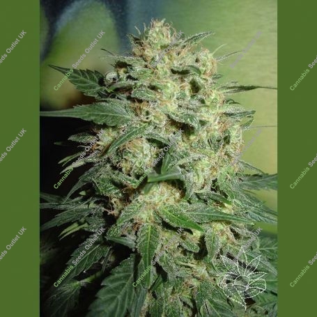 Northern Light Regular Marijuana Strain by Homegrown Fantaseeds For Sale Online at Cannabis Seeds Outlet