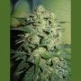 Northern Light Regular Marijuana Strain by Homegrown Fantaseeds For Sale Online at Cannabis Seeds Outlet