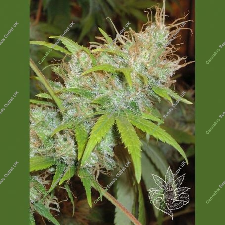 Orange Delight Feminized Marijuana Strain by Homegrown Fantaseeds For Sale Online at Cannabis Seeds Outlet