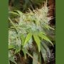 Orange Delight Feminized Marijuana Strain by Homegrown Fantaseeds For Sale Online at Cannabis Seeds Outlet