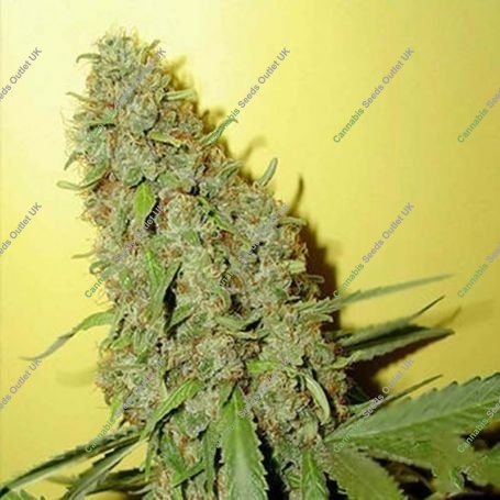 Original Misty Regular Marijuana Strain by Homegrown Fantaseeds For Sale Online at Cannabis Seeds Outlet