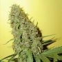 Original Misty Regular Marijuana Strain by Homegrown Fantaseeds For Sale Online at Cannabis Seeds Outlet