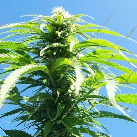 Outdoor Mix Regular Marijuana Strain by Homegrown Fantaseeds For Sale Online at Cannabis Seeds Outlet