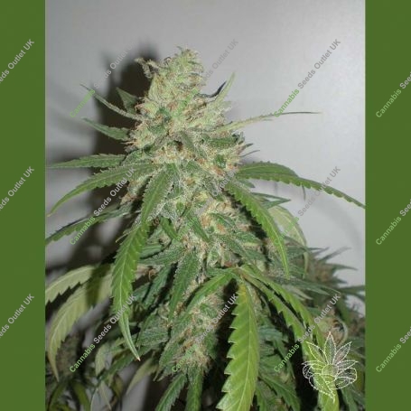 SPR Haze Feminized Marijuana Strain by Homegrown Fantaseeds For Sale Online at Cannabis Seeds Outlet