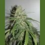 SPR Haze Feminized Marijuana Strain by Homegrown Fantaseeds For Sale Online at Cannabis Seeds Outlet