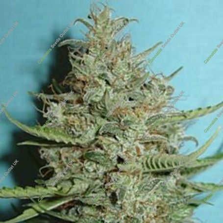 Super Crystal Feminized Marijuana Strain by Homegrown Fantaseeds For Sale Online at Cannabis Seeds Outlet