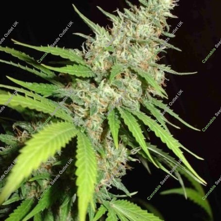 Top 44 Feminized Marijuana Strain by Homegrown Fantaseeds For Sale Online at Cannabis Seeds Outlet
