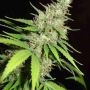 Top 44 Feminized Marijuana Strain by Homegrown Fantaseeds For Sale Online at Cannabis Seeds Outlet