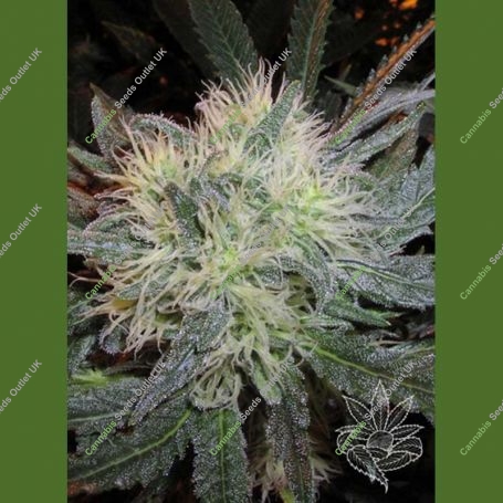 White Widow Feminized Marijuana Strain by Homegrown Fantaseeds For Sale Online at Cannabis Seeds Outlet