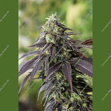 707 Headband Marijuana Strain by Humboldt Seed Organisation For Sale Online at Cannabis Seeds Outlet