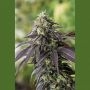 707 Headband Marijuana Strain by Humboldt Seed Organisation For Sale Online at Cannabis Seeds Outlet