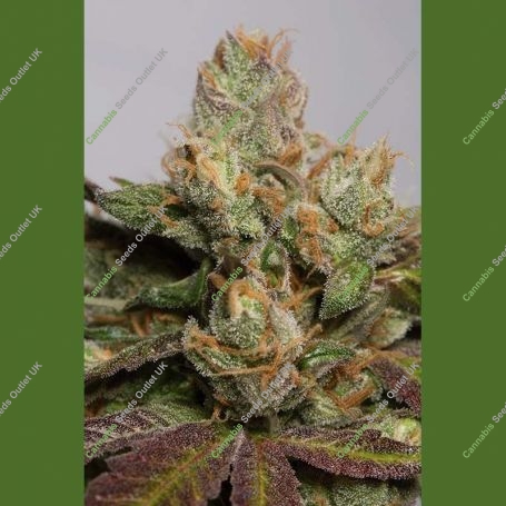 707 Truthband Marijuana Strain by Humboldt Seed Organisation For Sale Online at Cannabis Seeds Outlet