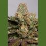707 Truthband Marijuana Strain by Humboldt Seed Organisation For Sale Online at Cannabis Seeds Outlet
