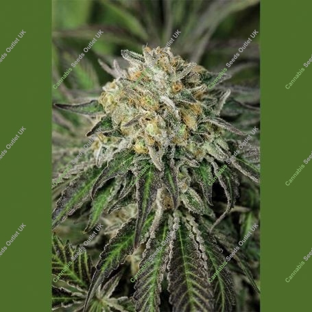 Amherst Sour Diesel Marijuana Strain by Humboldt Seed Organisation For Sale Online at Cannabis Seeds Outlet