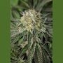 Amherst Sour Diesel Marijuana Strain by Humboldt Seed Organisation For Sale Online at Cannabis Seeds Outlet