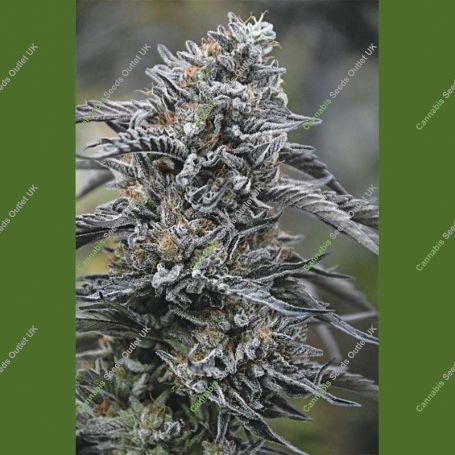 Black DOG Marijuana Strain by Humboldt Seed Organisation For Sale Online at Cannabis Seeds Outlet