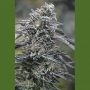 Black DOG Marijuana Strain by Humboldt Seed Organisation For Sale Online at Cannabis Seeds Outlet