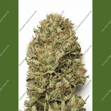 Blue Dream Auto Marijuana Strain by Humboldt Seed Organisation For Sale Online at Cannabis Seeds Outlet