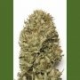 Blue Dream Auto Marijuana Strain by Humboldt Seed Organisation For Sale Online at Cannabis Seeds Outlet