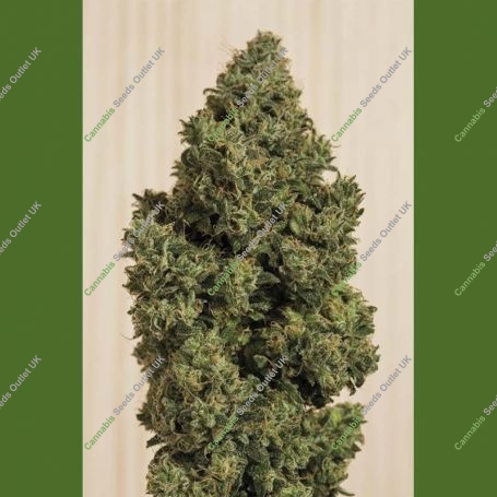 Blue Dream CBD Feminized Marijuana Strain by Humboldt Seed Organisation For Sale Online at Cannabis Seeds Outlet