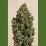 Blue Dream CBD Feminized Marijuana Strain by Humboldt Seed Organisation For Sale Online at Cannabis Seeds Outlet