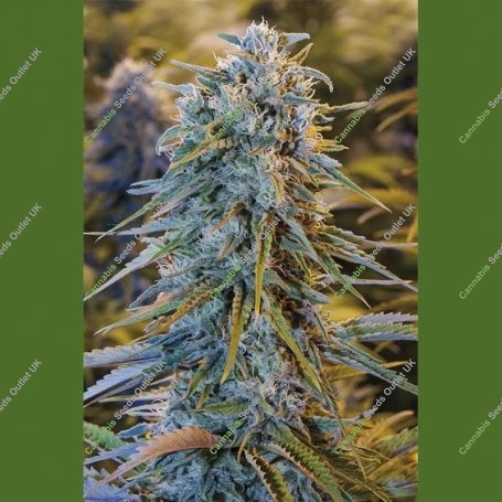 Blue Dream Marijuana Strain by Humboldt Seed Organisation For Sale Online at Cannabis Seeds Outlet