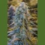 Blue Dream Marijuana Strain by Humboldt Seed Organisation For Sale Online at Cannabis Seeds Outlet