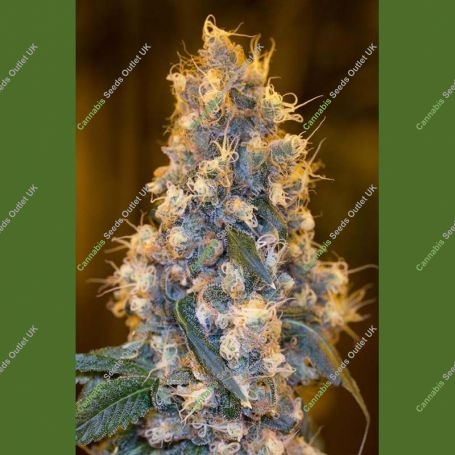 Blue Fire Marijuana Strain by Humboldt Seed Organisation For Sale Online at Cannabis Seeds Outlet