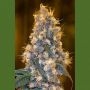 Blue Fire Marijuana Strain by Humboldt Seed Organisation For Sale Online at Cannabis Seeds Outlet