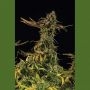 Blueberry Headband Marijuana Strain by Humboldt Seed Organisation For Sale Online at Cannabis Seeds Outlet