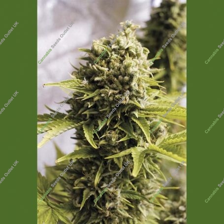 Bubba Cheese Auto Marijuana Strain by Humboldt Seed Organisation For Sale Online at Cannabis Seeds Outlet