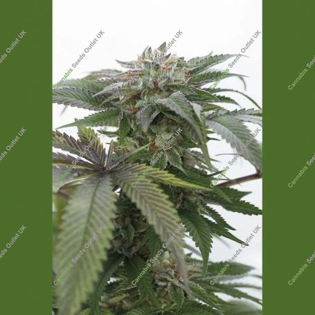 Bubba Kush 2.0 Marijuana Strain by Humboldt Seed Organisation For Sale Online at Cannabis Seeds Outlet