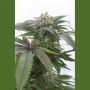 Bubba Kush 2.0 Marijuana Strain by Humboldt Seed Organisation For Sale Online at Cannabis Seeds Outlet