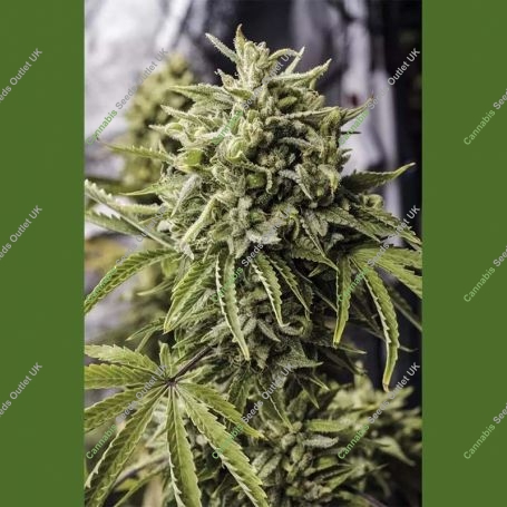 Bubba Kush Auto Marijuana Strain by Humboldt Seed Organisation For Sale Online at Cannabis Seeds Outlet