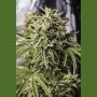 Bubba Kush Auto Marijuana Strain by Humboldt Seed Organisation For Sale Online at Cannabis Seeds Outlet