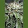 Bubba Kush Marijuana Strain by Humboldt Seed Organisation For Sale Online at Cannabis Seeds Outlet