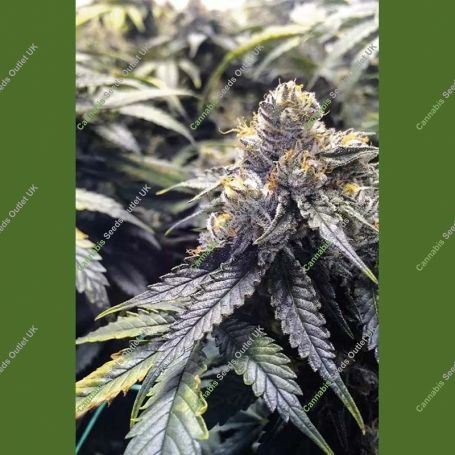 Bubbas Gift Marijuana Strain by Humboldt Seed Organisation For Sale Online at Cannabis Seeds Outlet