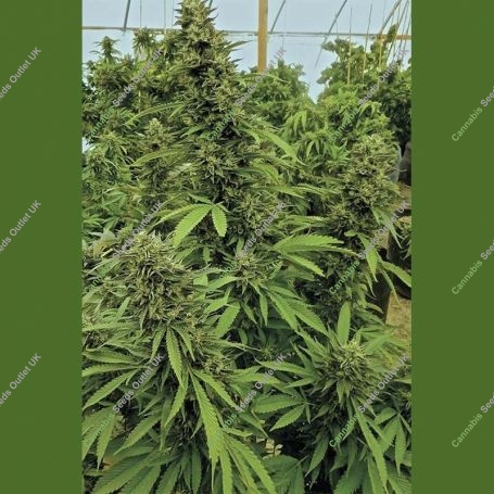 Chemdawg Marijuana Strain by Humboldt Seed Organisation For Sale Online at Cannabis Seeds Outlet