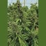 Chemdawg Marijuana Strain by Humboldt Seed Organisation For Sale Online at Cannabis Seeds Outlet