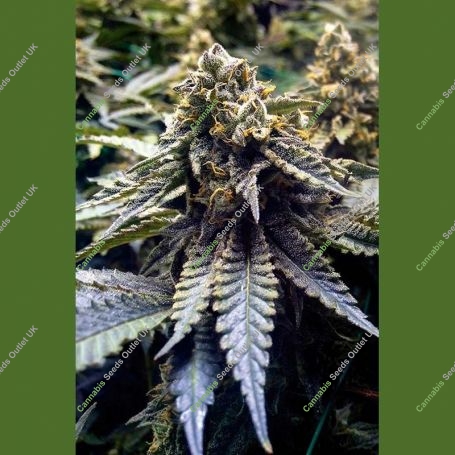 Chocolate Mint OG Marijuana Strain by Humboldt Seed Organisation For Sale Online at Cannabis Seeds Outlet