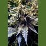 Chocolate Mint OG Marijuana Strain by Humboldt Seed Organisation For Sale Online at Cannabis Seeds Outlet