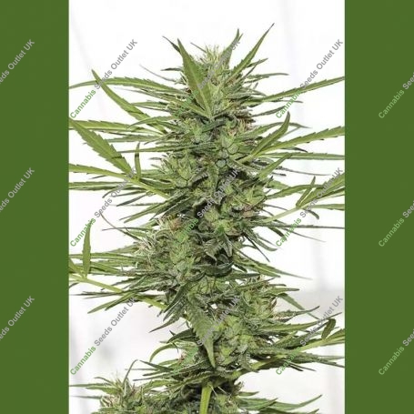 Dedoverde Haze Auto Marijuana Strain by Humboldt Seed Organisation For Sale Online at Cannabis Seeds Outlet