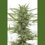 Dedoverde Haze Auto Marijuana Strain by Humboldt Seed Organisation For Sale Online at Cannabis Seeds Outlet