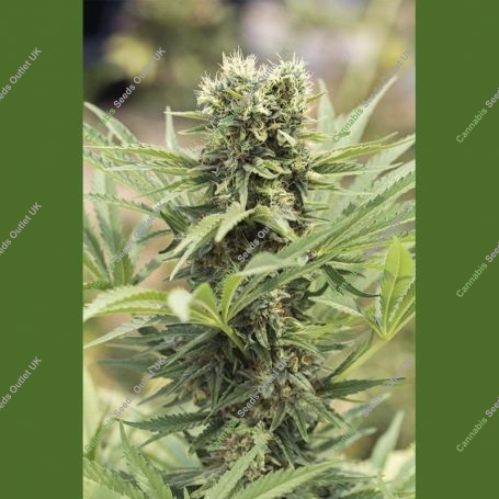 Dedoverde Haze Marijuana Strain by Humboldt Seed Organisation For Sale Online at Cannabis Seeds Outlet