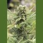 Dedoverde Haze Marijuana Strain by Humboldt Seed Organisation For Sale Online at Cannabis Seeds Outlet