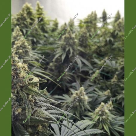 Desert Diesel Marijuana Strain by Humboldt Seed Organisation For Sale Online at Cannabis Seeds Outlet