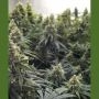 Desert Diesel Marijuana Strain by Humboldt Seed Organisation For Sale Online at Cannabis Seeds Outlet