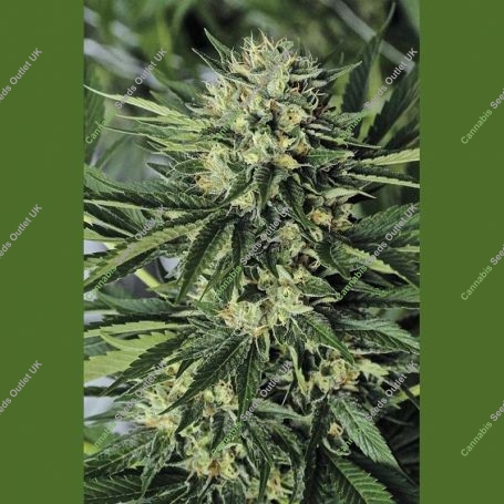 Dr Greenthumbs EM-Dog Marijuana Strain by Humboldt Seed Organisation For Sale Online at Cannabis Seeds Outlet