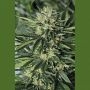 Dr Greenthumbs EM-Dog Marijuana Strain by Humboldt Seed Organisation For Sale Online at Cannabis Seeds Outlet
